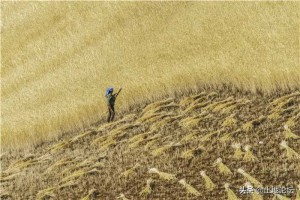 2022年小麦什么时候收割？附全国各地小麦最佳收割时间一览表